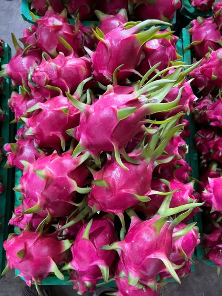 Fresh Dragon Fruit ( Pitaya) - Image 2