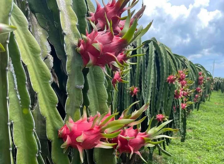 Fresh Dragon Fruit ( Pitaya) - Image 4