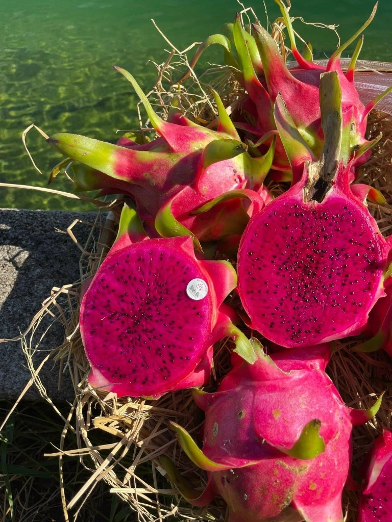 Fresh Dragon Fruit ( Pitaya) - Image 5