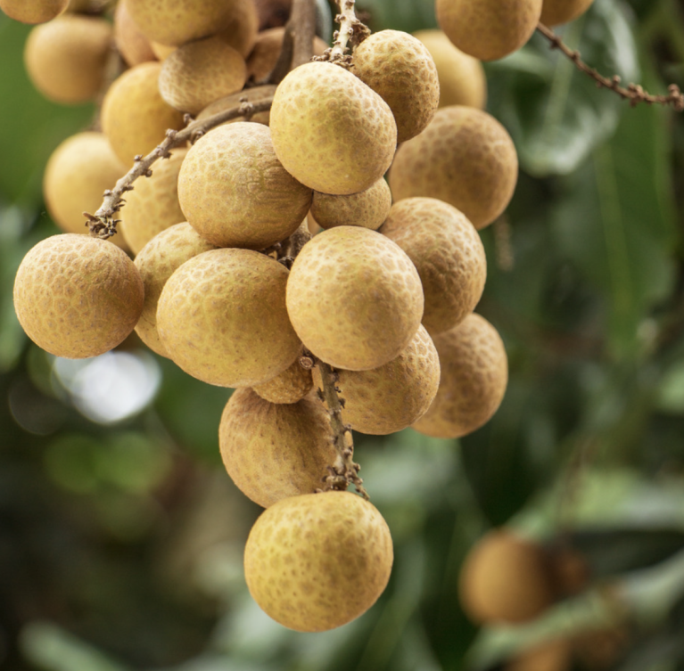 We grow fresh, organic produce using clean methods that protect nature, healthy food.